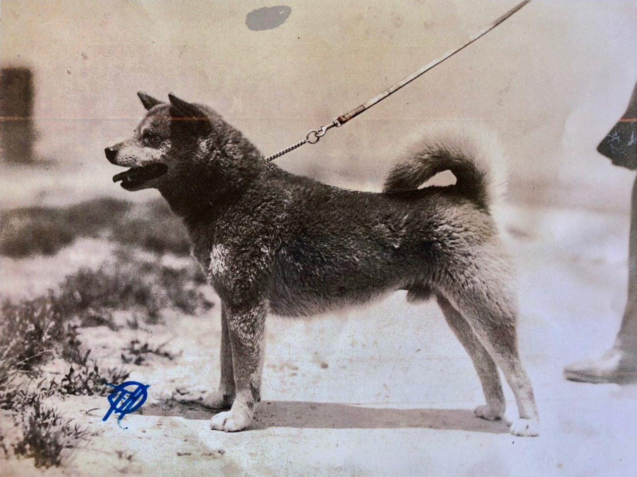 Ishi Go photographed in 1936