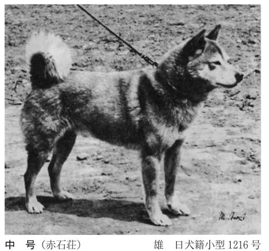 Naka Go