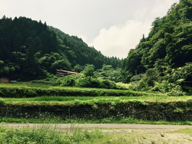 The valley at Futakawa where Ishi Go was found